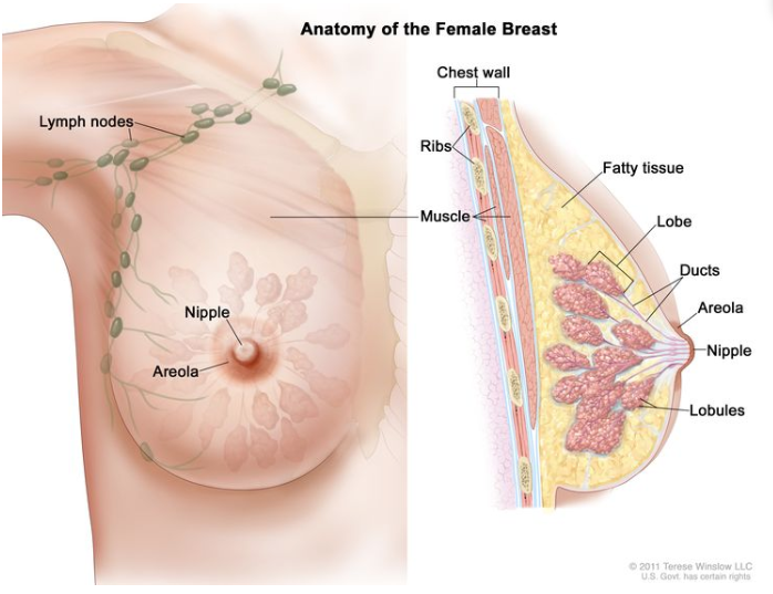 Breast Cancer Dr Swarupa Mitra